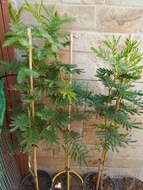 Albero mimosa