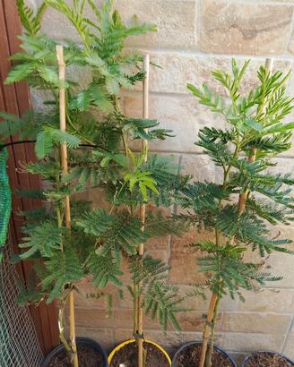 Albero mimosa