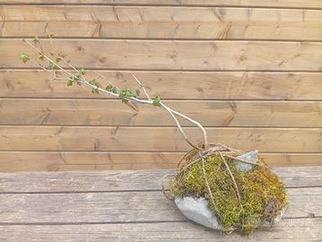 bonsai su roccia intrecciato