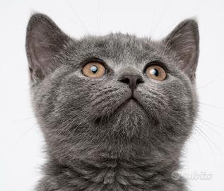 Gattino 