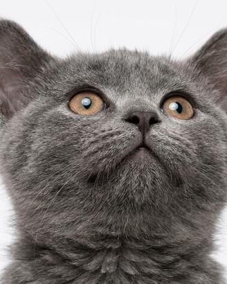 Gattino 