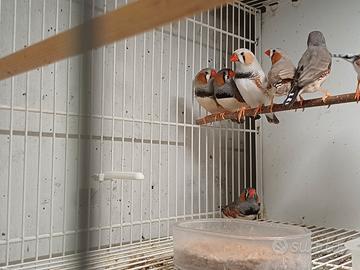 Bengalino, diamante mandarino