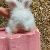 Coniglio angora inglese di linea indonesiana