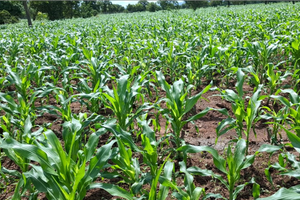 Se hai un terreno in colto scrivimi