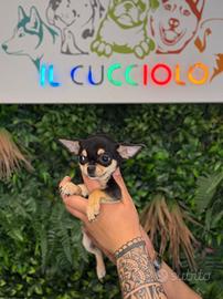 Cuccioli di chihuahua maschi