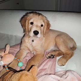 Disponibile cucciola Golden retriever