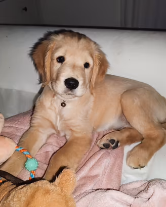 Disponibile cucciola Golden retriever