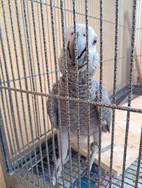 Pappagallo cenerini SUPER DOCILISSIMO 3 mesi