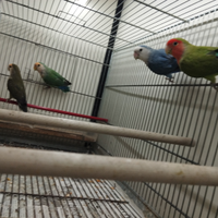 Inseparabili rosecolis