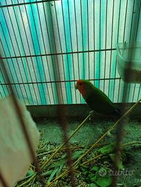 Pappagalli inseparabili