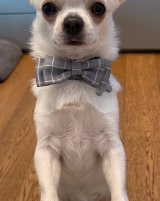 Ricerco Chihuahua femmina con pedigree