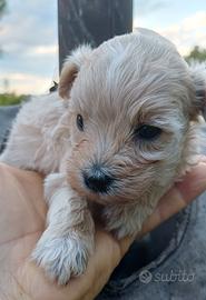 Cucciola maltipoo