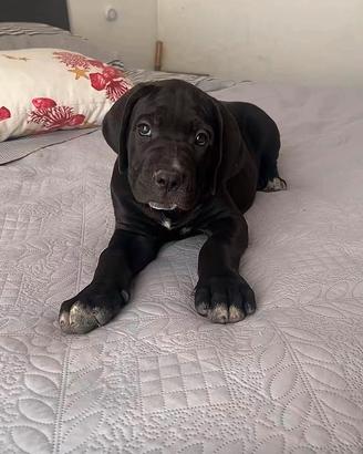 Cane corso