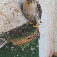 Rapace falco girpellegrino femmina