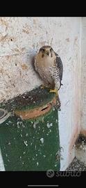 Rapace falco girpellegrino femmina
