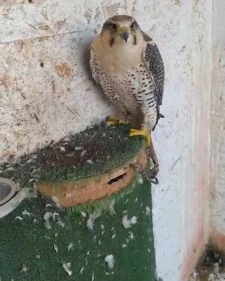 Rapace falco girpellegrino femmina