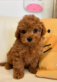 Cuccioli barboncino toy red