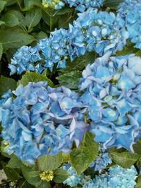 Ortensia blu. 