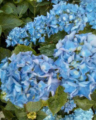 Ortensia blu. 