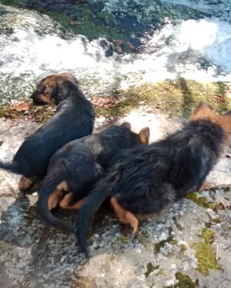 Ultimi 2 cuccioli figli pastore tedesco nero focat