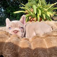 Cucciolo bulldog francese esotico e big rope