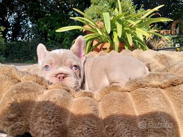 Cucciolo bulldog francese esotico e big rope