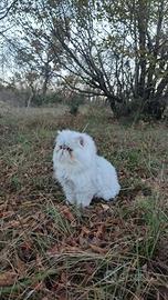 Gatto persiano monta