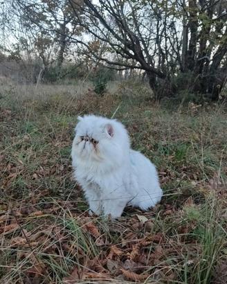 Gatto persiano monta