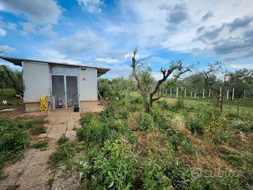 Zagarolo: terreno con rustico e azienda agricola