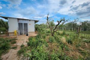 Zagarolo: terreno con rustico e azienda agricola