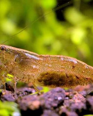 Neocaridine Davidi Wild, varietà selvatica robuste