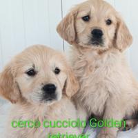 Cucciolo Golden retriever prezzo modico