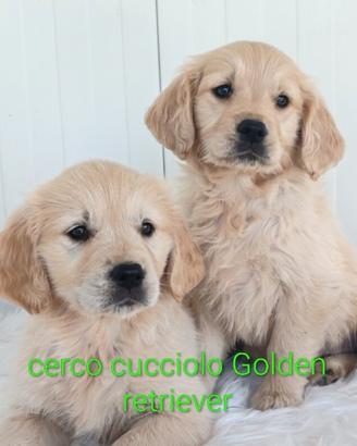 Cucciolo Golden retriever prezzo modico