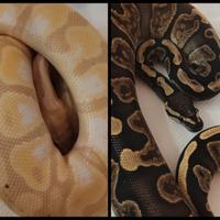 Pitoni reali (Python Regius)