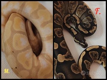 Pitoni reali (Python Regius)