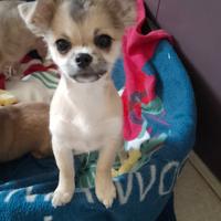 Cucciolo taglia mini in adozione