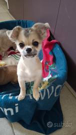 Cucciolo taglia mini in adozione