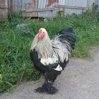Gallo brahama
