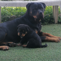 Cuccioli Rottweiler Royal
