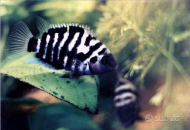 Pesci tropicali ciclasoma nigrofasciatum