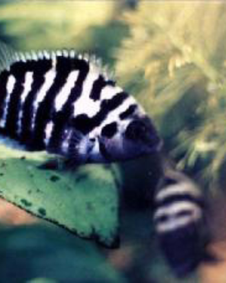 Pesci tropicali ciclasoma nigrofasciatum