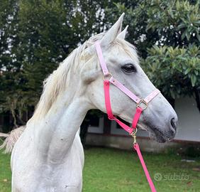 Cavalla da passeggiata