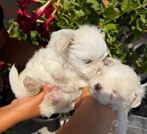Cucciolo maltese toy