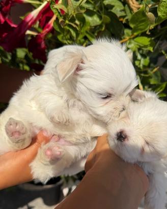 Cucciolo maltese toy
