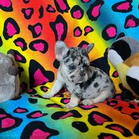 Bulldog francese blu merle dimensione pocket