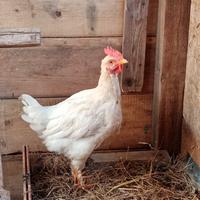 Galletto Livornese 6 mesi