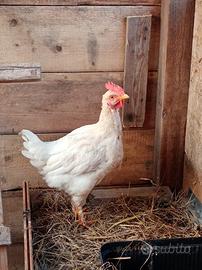 Galletto Livornese 6 mesi