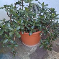 Crassula ovata verde - Albero di Giada