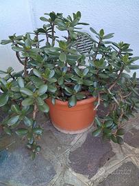 Crassula ovata verde - Albero di Giada