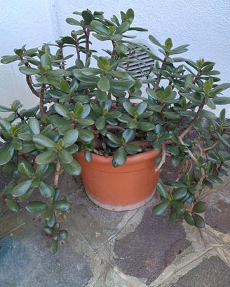 Crassula ovata verde - Albero di Giada